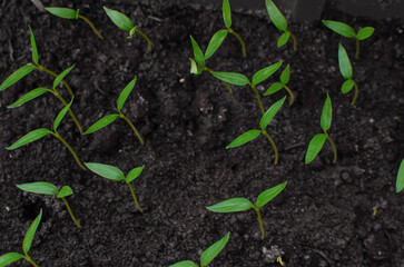 Young shoots of tomato seeds