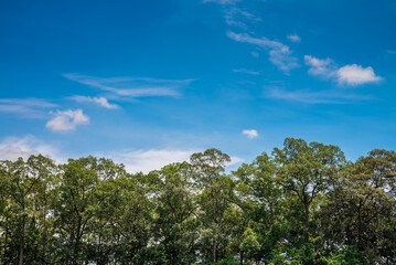 Green forest tree with cloud blue sky background in sunny day with copy space. Save the earth, environmental concept.