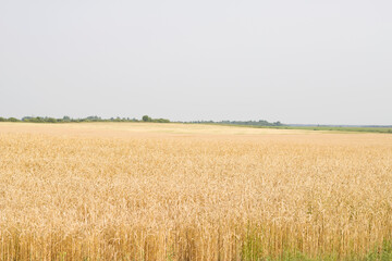 yellow field of ripe wheat in summer and new crop