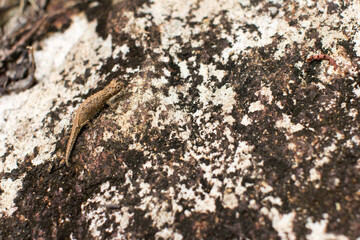 On the rocks, Chameleon