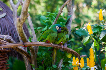 parrot couple