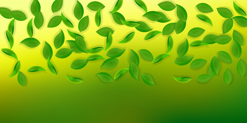 Fototapeta na wymiar Falling green leaves. Fresh tea neat leaves flying
