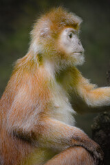 The maroon langur, maroon leaf monkey, Presbytis rubicunda is a member of the family Cercopithecidae.