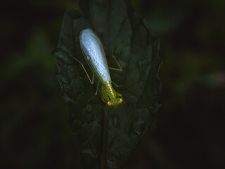 Macro Green caterpillars on twigs, natural background chicken crest 