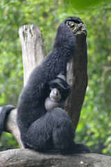 The siamang, Symphalangus syndactylus is an arboreal, black furred gibbon native to the forests of Indonesia