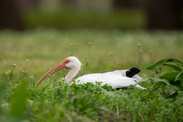 White Ibis in a Marsh