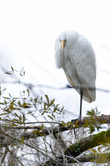 Great Egret