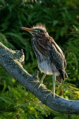 Green Heron