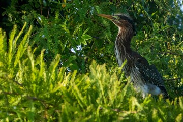 Green Heron