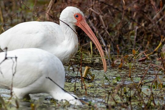 White Ibis in a Marsh