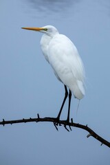 Great Egret