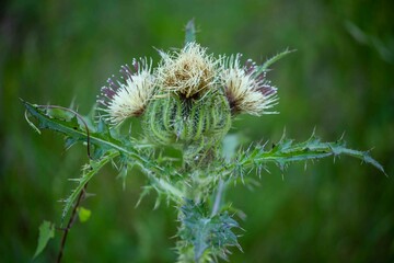 Bull Thistle Plant
