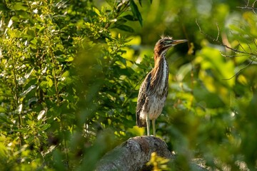 Baby Green Heron