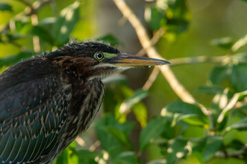Green Heron