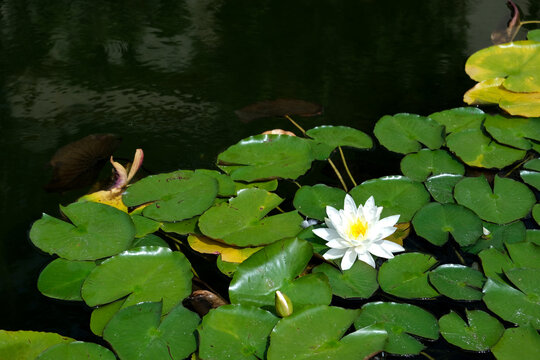 Lotus pond with white flowers and water. Image beautiful animal, image beautiful landscape