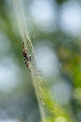 Spider in its web