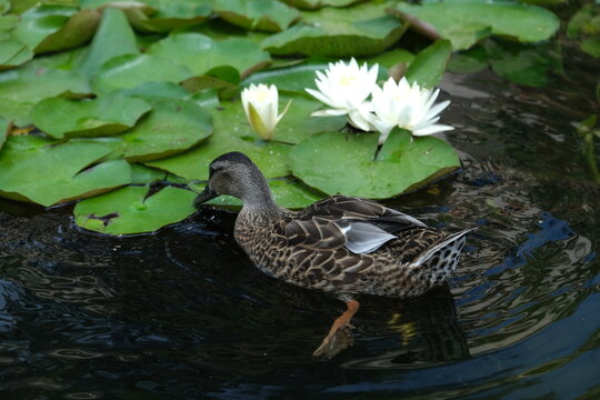 Ducks swimming in a lily, lotus pond with white flowers and water. Image beautiful animal, image beautiful landscape