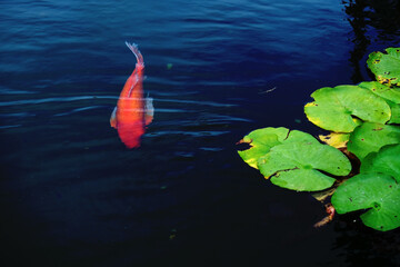 Koi fish swimming in a lily, lotus pond with white flowers and water. Image beautiful animal, image beautiful landscape