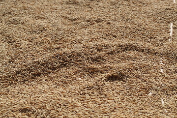 rice seeds that have not been milled belonging to local farmers who are drying in the hot sun