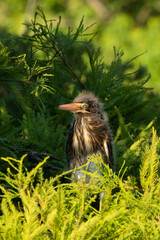 Green Heron