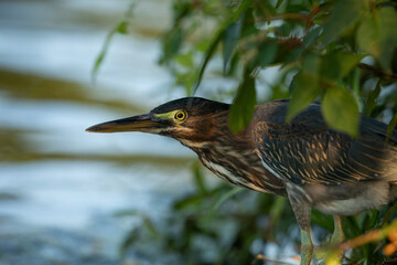 Green Heron