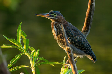 Green Heron