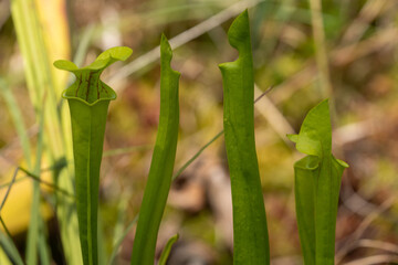 Yellow Pitcher plant 