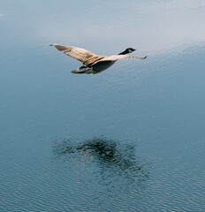 Flying Canada Goose