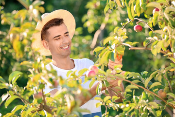 Young man gathering sweet apples in garden on summer day