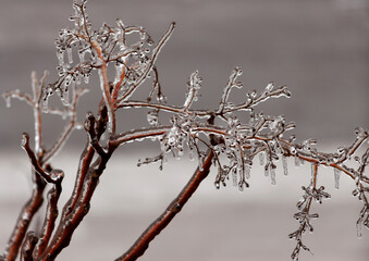 bare red tree branches coverd in a winter frost on a soft gray background with copy space