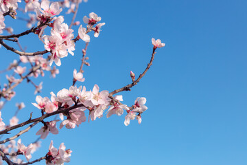 Blossoming of pink and purple spring almond tree flowers on blue sky background, nature concept.