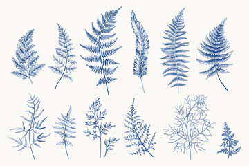 Set with fern leaves.  Blue. - obrazy, fototapety, plakaty