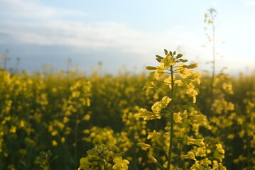 Obraz premium close-up of rapeseed, rape field in sunny day 