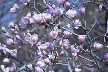 Saucer magnolia flowers. Magnoliaceae deciduous tree. A hybrid of Yulan magnolia and Mulan...
