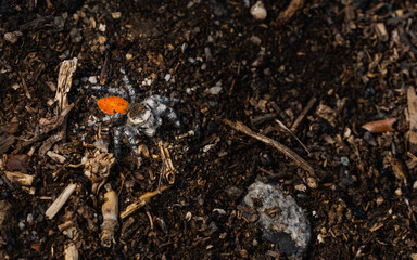 Red Jumping Spider in the dirt