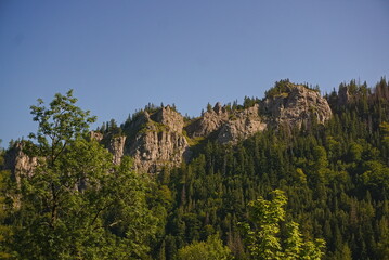 trees in the mountains