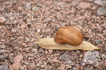Snail life - Carrying his house on his back
