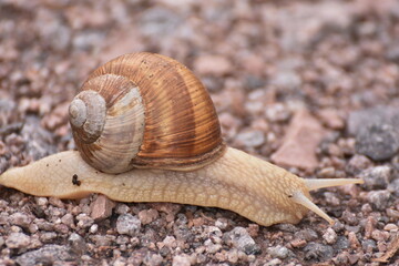 Snail life - Carrying his house on his back