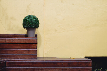 wooden shelf holding a plant with yellow concrete wall in background and copy space.