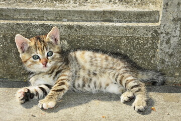 small striped cat sitting relaxed