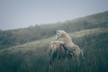 Obraz na płótnie Canvas Wild Welsh Mountain Ponies - Brecon Beacon National Park, Wales