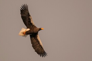 夕日を浴びながら悠然と飛ぶオオワシの飛翔シーン