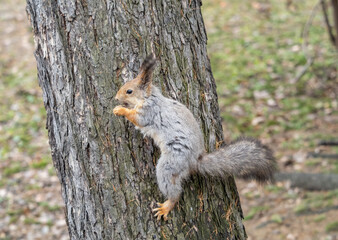 The squirrel sits on a tree trunk in the spring.