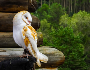 American Barn Owl perched on falconer's hand