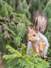 The squirrel sits on a fir branches in the spring or summer.