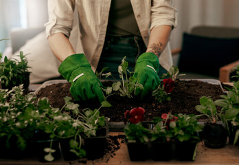 Fototapeta premium Growth is the one of most beautiful processes in life. Cropped shot of an unrecognizable florist potting plants inside her store.