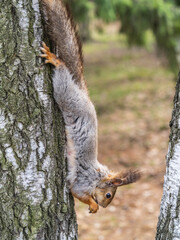 Squirrel eats a nut while sitting upside down on a tree trunk. The squirrel hangs upside down on a tree against colorful blurred background. Close-up.