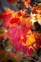 Autumn maple leaf