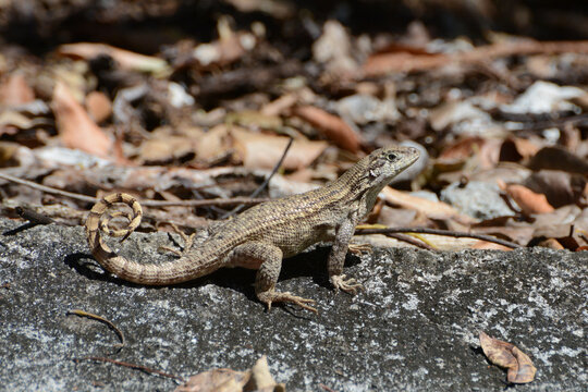 Northern curly-tailed lizard (Leiocephalus carinatus or curlytail lizard), an invasive species in tropical Key Largo, Florida
