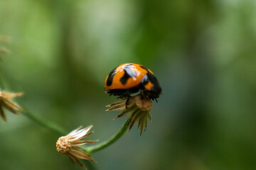 Fototapeta premium yellow ladybug with black dots on green grass